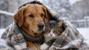Nevadas en Bolivia: consejos para proteger a tu mascota del frío