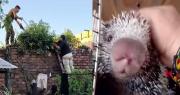 Video: Voluntario rescata a un puercoespín y termina herido en Trinidad