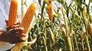Sin diésel, el maíz y el sorgo se quedan en el campo: productores advierten pérdidas de hasta el 15%