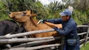 Tarija refuerza el control contra la brucelosis y la rabia bovina con más de 40 nuevos fiscalizadores