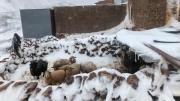 Nevadas y lluvias dejan más de 93.000 familias afectadas en las últimas dos semanas