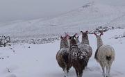 Nevadas afectaron a 882 familias de 20 municipios potosinos