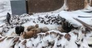 Nevadas en las dos últimas semanas dejan 82.728 familias afectadas en seis regiones de Bolivia