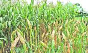 Falta de diésel retrasa cosecha de maíz y sorgo y amenaza con pérdidas