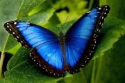 Las altas temperaturas pueden opacar el brillo de las mariposas azules de Latinoamérica