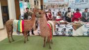 Los mejores ejemplares de camélidos se expondrán en la XVIII Expoferia este fin de semana