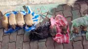 Secuestran quirquinchos y ranas disecadas en el mercado Las Brujas de La Paz
