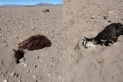Reportan más de 30 camélidos y viviendas sepultadas a causa de los vientos y nevadas en Oruro