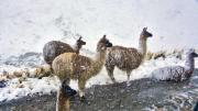 COCAPATA CLAMA POR AYUDA: NEVADA AFECTÓ A FAMILIAS Y A 15.000 LLAMAS