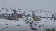 Nevadas afectan a comunidades y ganado camélido en Sud Lípez, Potosí