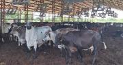 Productores de leche exigen abrogar el decreto del diésel: “Esto le va a traer muchos problemas al Gobierno”