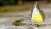 El cambio climático obliga a las mariposas a desplazarse a otras regiones