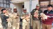 Cinco cachorros Golden Retriever rescatados en Oruro se suman a las filas de la Policía
