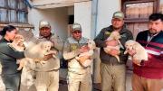 Cinco cachorros Golden Retriever rescatados en Oruro se suman a las filas de la Policía