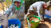 Refuerzan patrullajes en la reserva Manuripi para evitar la extracción de huevos de peta
