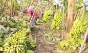 Agropecuarios prevén reducción del 25% en la producción este año por falta de diésel