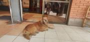 ESTERILIZARÁN A PERROS Y GATOS POR BS 40 EN EL ALTO