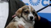 Una quincena de cachorros estará en adopción durante el Día del Peatón