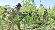 Cultivos de coca alcanzan 36.400 hectáreas en Bolivia y superan en 14.400 el límite legal