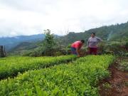 UNODC: En 2025, la superficie de coca en Bolivia alcanzó las 36.400 hectáreas, 7% más respecto al 2024