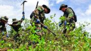 Informe UNODC 2025: Bolivia supera en 14.400 hectáreas el límite de coca permitido por la Ley 906