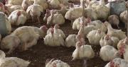 Avicultores: Pese al bajo precio del pollo, en Santa Cruz hay menos demanda