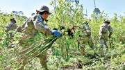 Bolivia erradicó 2.732 hectáreas de coca excedentaria en 2025, un 73% menos que en 2024