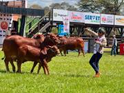 Campo ferial recibe hoy más de 500 ejemplares bovinos