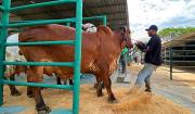 Récord ganadero: 924 animales y 110 expositores marcan el inicio de Expocruz 2026