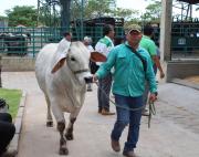 El sector pecuario registra 924 animales, 5,4% más que en 2025