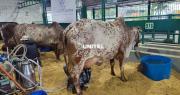 Arranca el concurso lechero con miras a la Expocruz 2026