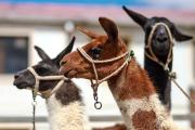 Ejemplares y derivados de camélidos de exportación se muestran en El Alto