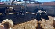 Comisan ganado abandonado en el Titicaca y lo entregan al matadero de El Alto para que Emapa comercialice la carne