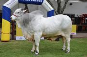 Sylvester lidera el pesaje Expocruz 2026 con 1.235 kg