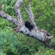 Sucre se moviliza en reclamo de justicia para culpables de la muerte de un oso Jucumari