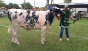 Eros y Pancho, los primeros campeones de las pistas de juzgamiento de Expocruz 2026