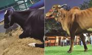 Catalina y Graciela, las campeonas en el concurso lechero de Expocruz