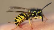 Identifican una nueva especie de avispas, que pasa 11 meses encerrada en una 'cripta' y sale 2 veces al año