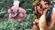 Abejas buitre: comen y almacenan carne de cadáveres