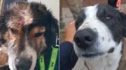 Bicho y Bolívar, los perros rescatados del regimiento Bolívar de Viacha, buscan un hogar