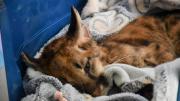Coordinan la recuperación de Valentín, el puma afectado por fracturas en el cráneo
