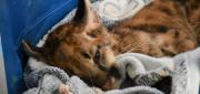 COCHABAMBA: UN PUMA DE TRES MESES LUCHA POR SU VIDA TRAS GRAVE CAÍDA