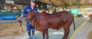 El peculiar color ‘rojo cereza’ de una vaca Brahman se roba las miradas en Expocruz 2026