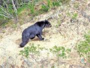 Suspenden audiencia por el caso del oso jucumari y reprograman juicio para el 10 de octubre