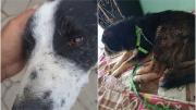 Bicho y Bolívar: dos perros sobrevivientes de las explosiones en Viacha que buscan hogar