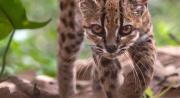 Descubren al gato tilcayo en Bolivia: ¿cómo identificaron esta nueva especie de felino en los Yungas?