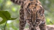 Descubren en Bolivia una nueva especie de felino, la primera en más de un siglo