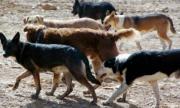 Evalúan acciones por canes violentos en La Gamoneda