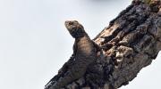 Hallan en Riberalta una especie de lagartija descrita científicamente en 2023