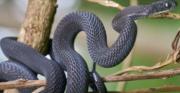Descubren en Etiopía una nueva especie de serpiente que se alimenta de huevos